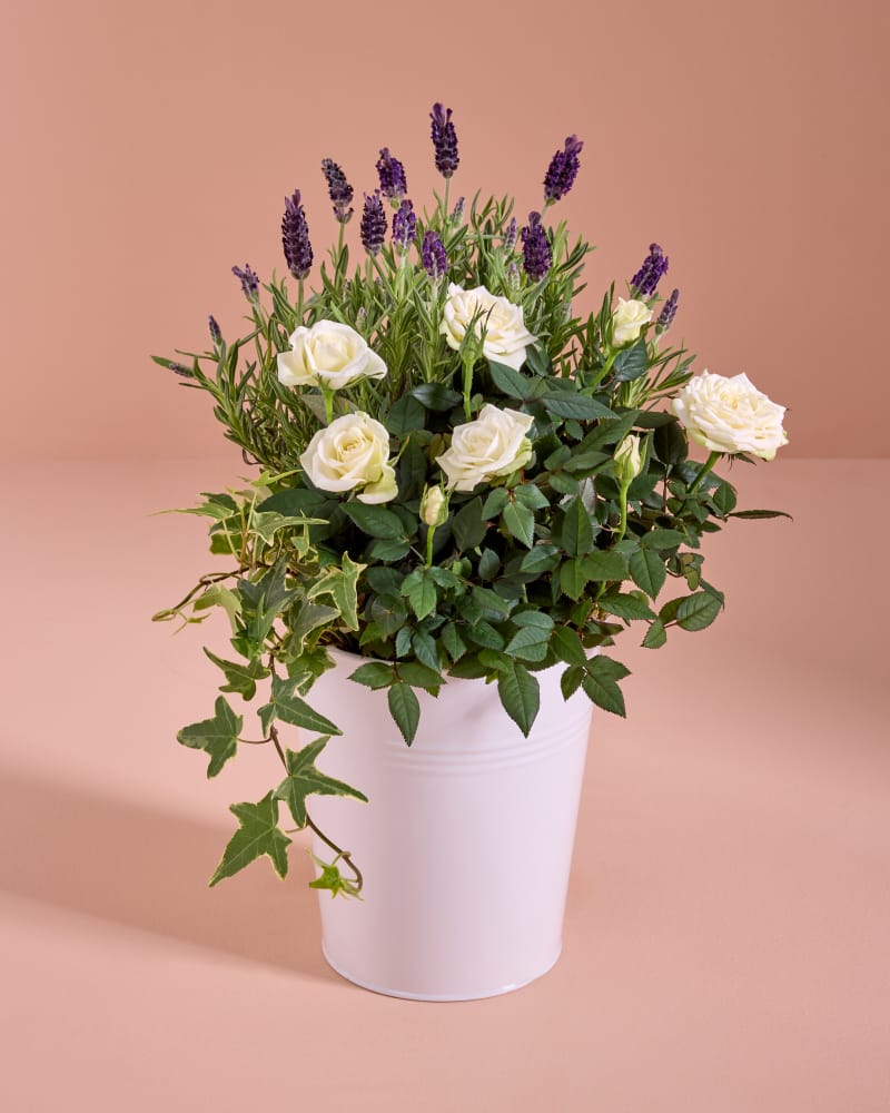 Plants