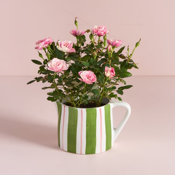 Plants 