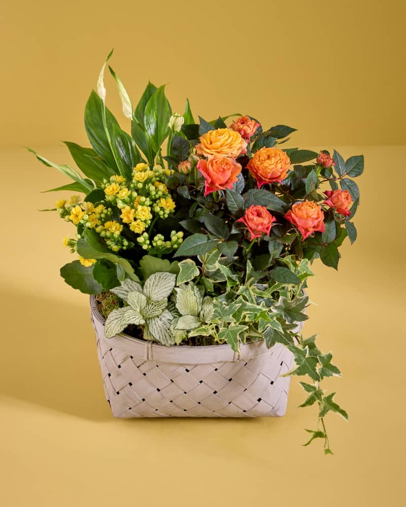 Plants