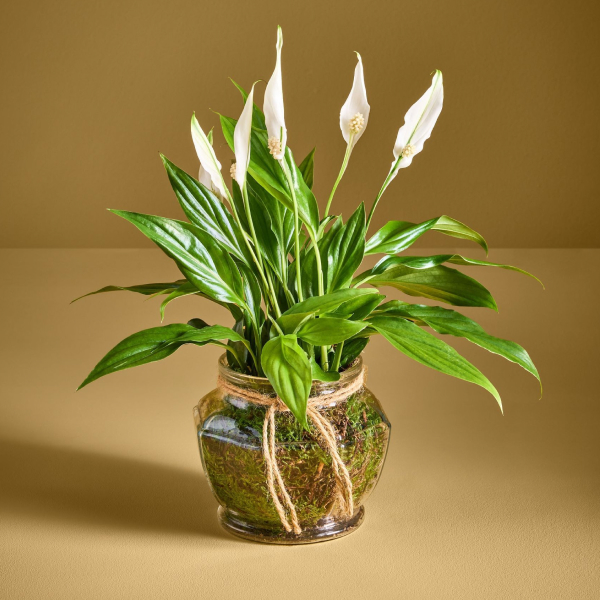 PLANTS