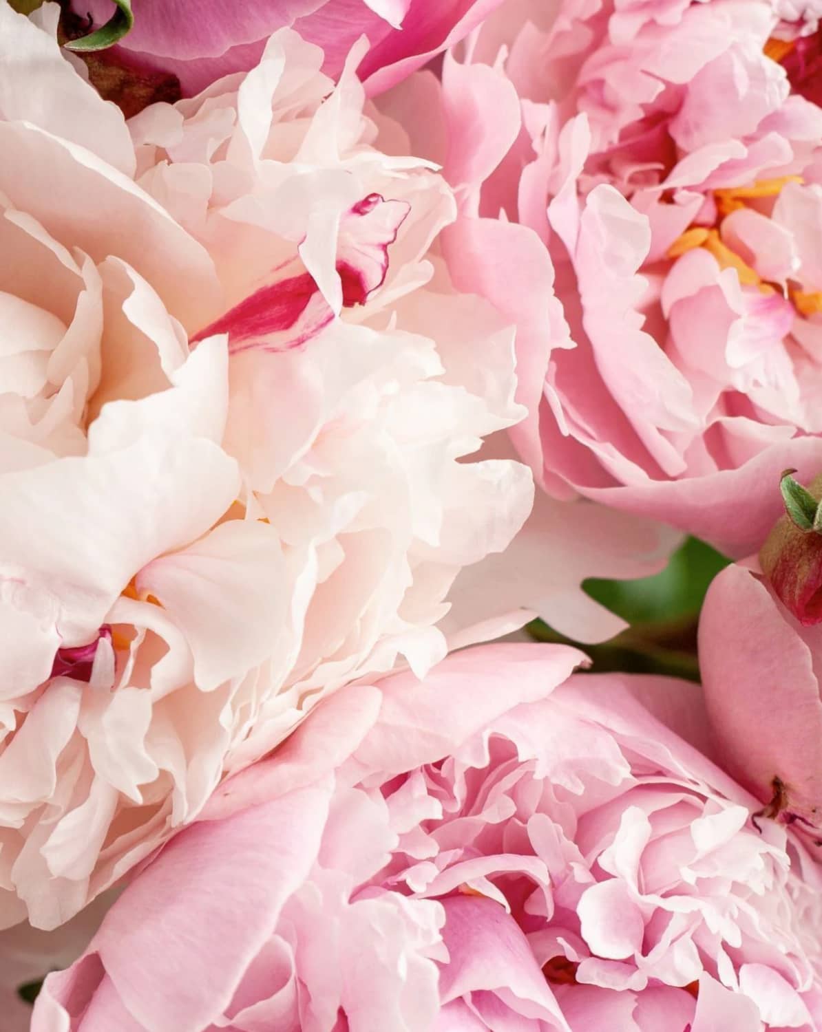 Next Floral Fragrances
